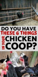 Chicken Coop Necessities: 6 Things Your Coop Must Have