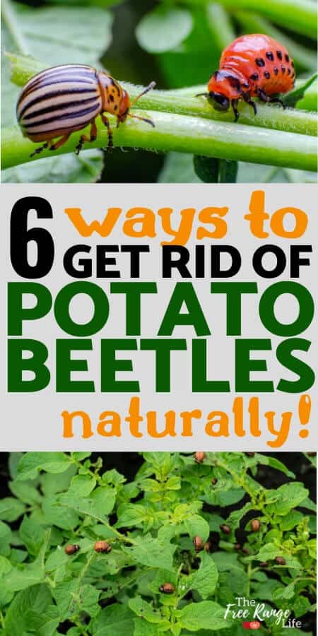 How to Get Rid of Potato Beetles (Bugs)