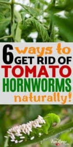 How to Get Rid of Tomato Hornworms Naturally