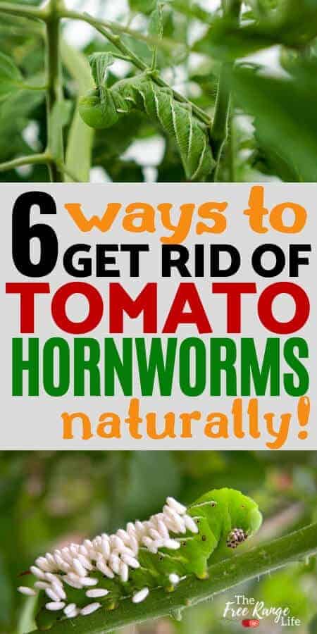 6 ways to get rid of tomato hornworms naturally