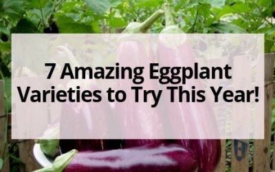 7 Amazing Eggplant Varieties to Try This Year!