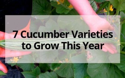 7 Cucumber Varieties to Grow This Year