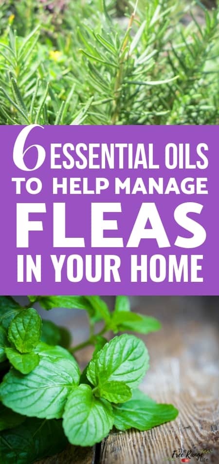 Essential oils to on sale repel fleas on humans