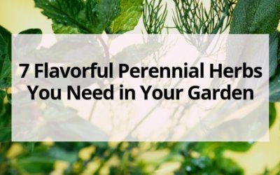 7 Flavorful Perennial Herbs You Need in Your Garden