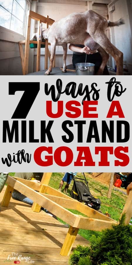 7 Ways to Use a Milk Stand with Your Goats text over a picture of a goat on a stand and a DIY stand being built