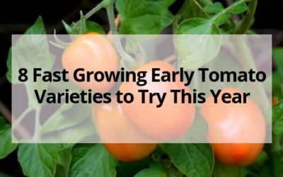 8 Fast Growing Early Tomato Varieties to Try This Year