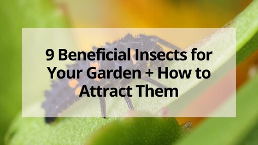9 Beneficial Insects for Your Garden + How to Attract Them