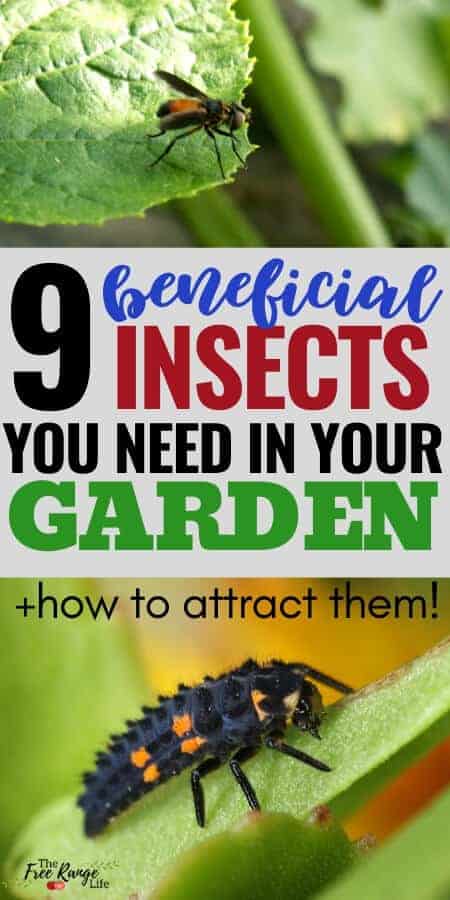 9 beneficial insects you need in your garden + how to attract them