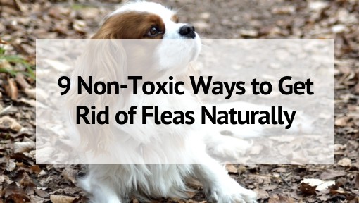 9 Natural Ways To Get Rid Of Fleas In Your Home And On Your Pets