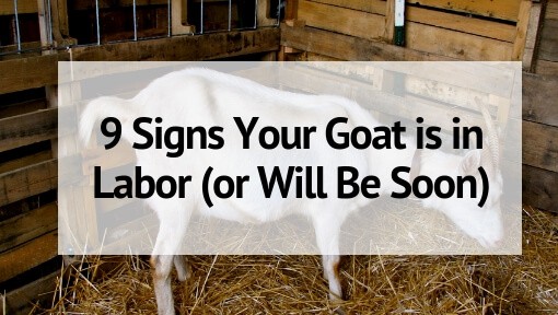 9 Signs Your Goat Is In Labor Or Will Be Soon 8216