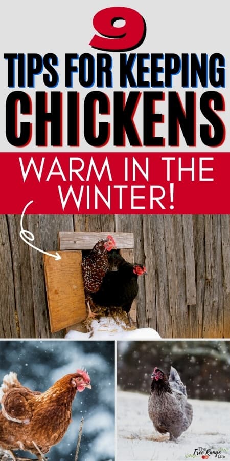 9 tips for keeping chickens warm in the winter