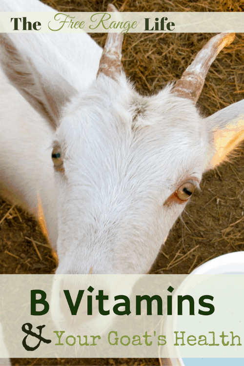 B vitamins and your goat's health