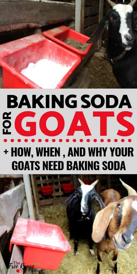 Raising Goats: Learn why you should be providing baking soda for goats; I'll teach you what it is for and how to feed this supplement to your goats.