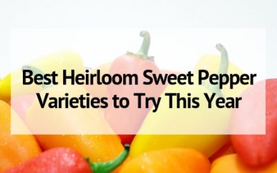 Best Heirloom Sweet Pepper Varieties to Try This Year