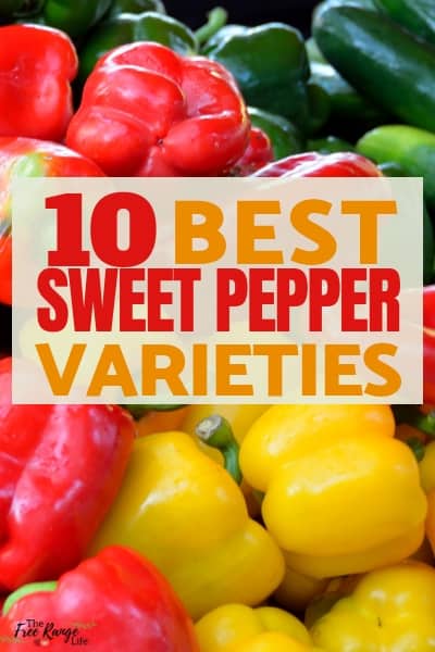 Vegetable Gardening: Here are my top sweet pepper varieties to grow in your garden this year!