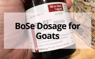 BoSe Dosage for Goats (+ When to Give It)