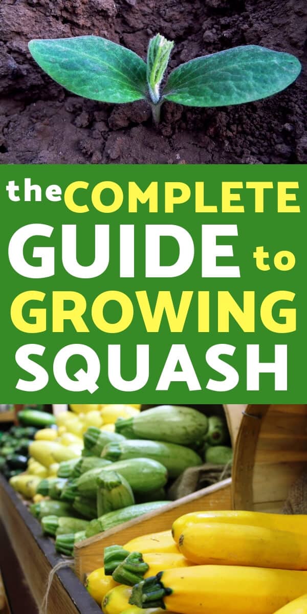 Growing squash is one of the easiest and most rewarding crops to grow. Lear everything you need to know about growing squash in your vegetable garden .