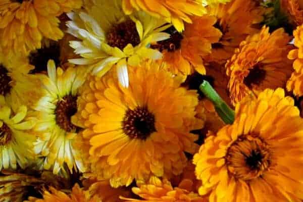 Calendula -benefits and uses - fresh flowers 