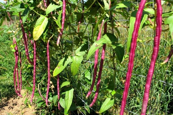 18 inch pink beans hanging off the plant