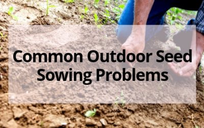 Common Outdoor Seed Sowing Problems