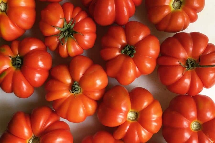 table of Costoluto Florentino tomatoes