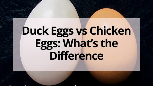 Duck Eggs vs Chicken Eggs: What’s the Difference