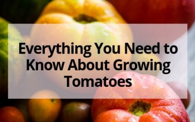 Everything You Need to Know About Growing Tomatoes
