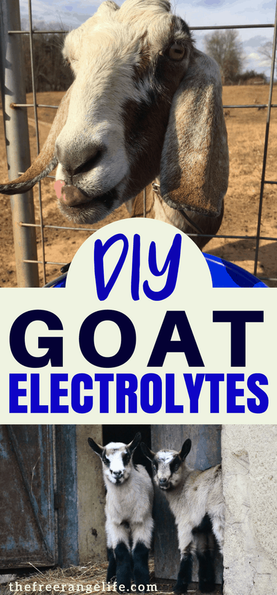 Raising Goats Tip: Electrolytes can rehydrate your goats when they are sick and get some nutrition back in their bodies. Learn how to make your own goat electrolytes at home!