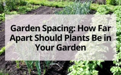 Garden Spacing: How Far Apart Should Plants Be in Your Garden