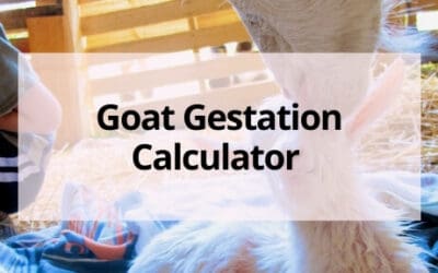 Goat Gestation Calculator to Calculate Your Goat’s Due Date