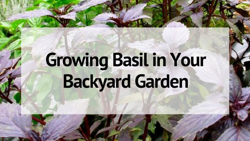 Growing Basil in Your Backyard Garden