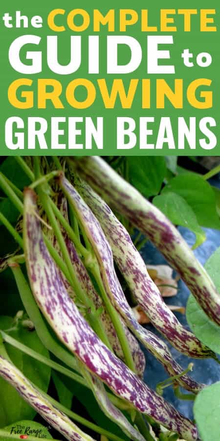 Growing green beans in the garden is simple for beginning gardeners. Learn all about how to grow beans from seed to harvest!