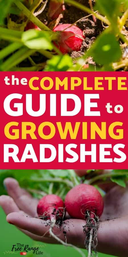 Vegetable Gardening for Beginners: Growing radishes in the garden is great for all gardening levels. Learn how to grow radishes from seed to harvest.