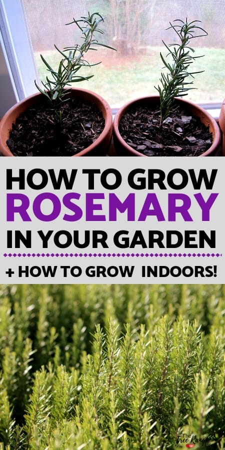 How to Grow Rosemary - Information Guide – Amazing Herb Garden