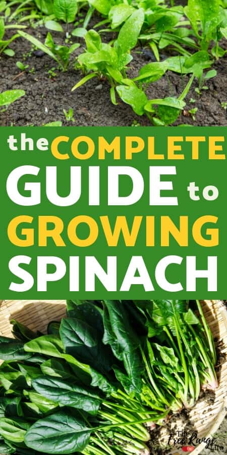 100PCs Spinach Seeds Rich Anthocyanin Fresh Green Vegetable DIY Home Gardening