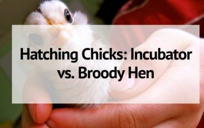 Hatching Chicks: Incubator vs. Broody Hen