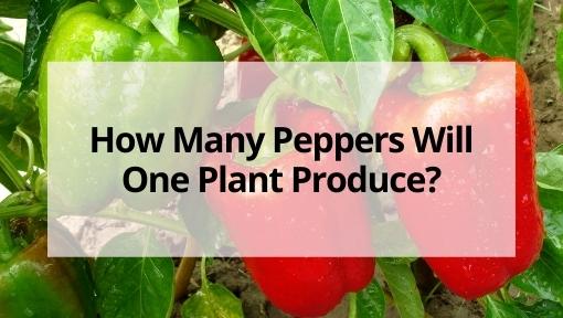 How Many Bell Peppers Per Plant Will Your Garden Produce?