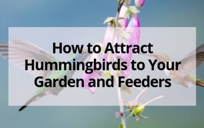 How to Attract Hummingbirds to Your Garden and Hummingbird Feeders