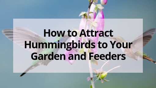 How To Attract Hummingbirds To Your Garden And Hummingbird Feeders