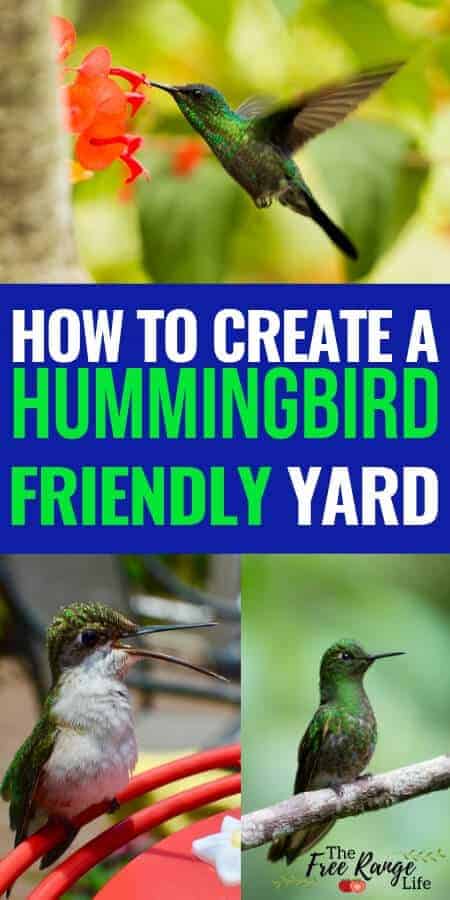 How to attract hummingbirds by creating a hummingbird friendly yard