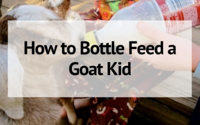 How to Bottle Feed a Goat