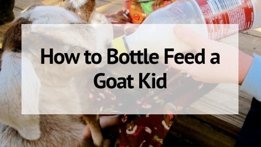 Goat Kid Feeding Chart