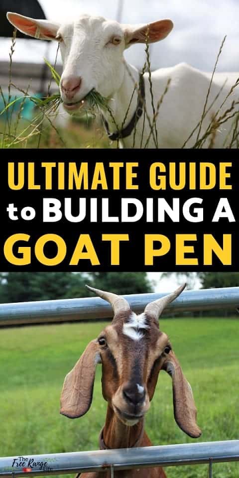 Raising Goats for Beginners: Are you ready to bring goats home? Make sure that your goat pen has everything it needs to have to keep your goats safe and healthy
