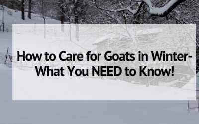 How to Care for Goats in Winter- What You NEED to Know!
