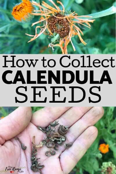 How to Harvest Calendula Seeds  