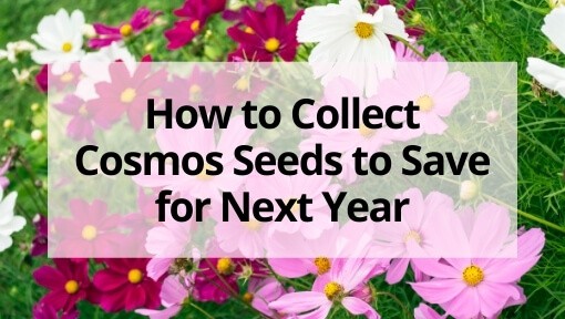 How to Collect Cosmos Seeds to Save for Next Year