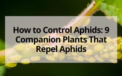 How to Control Aphids: 9 Companion Plants That Repel Aphids