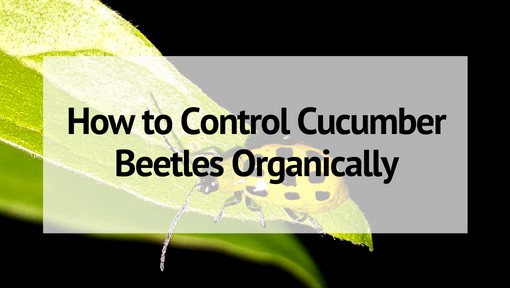 How to Control Cucumber Beetles Organically