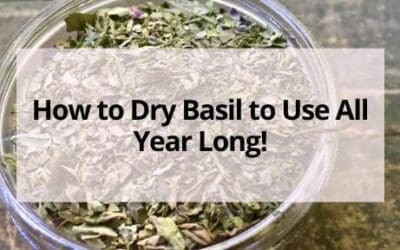 How to Dry Basil- 2 Easy Methods for Drying Basil