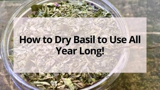 How to Dry Basil to Use All Year Long!